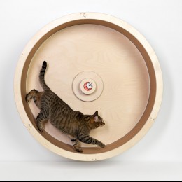 Новинка: «Забава» настенное беговое колесо для кошек