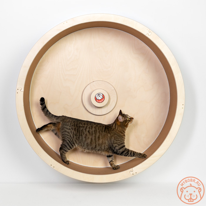 Забава» настенное беговое колесо для кошек купить